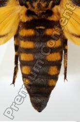  Death's-head Hawkmoth - Acherontia atropos